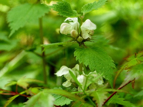 春の京都　（五）　　京都府立植物園（二） - 野に咲く北国の花