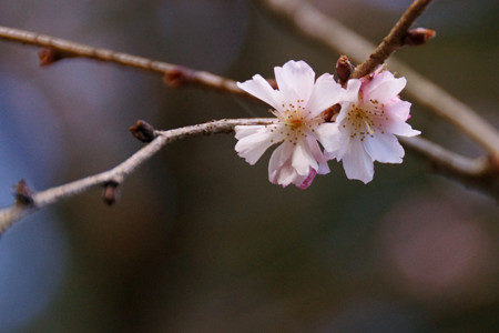 c0168984_10450507.jpg