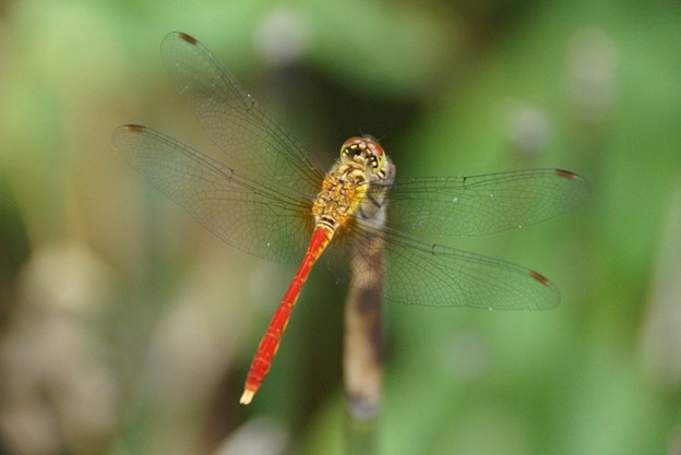 c0168984_10453660.jpg