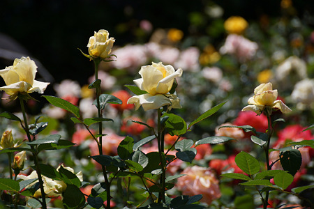 c0168984_10551170.jpg