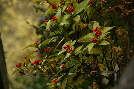 c0168984_11450464.jpg