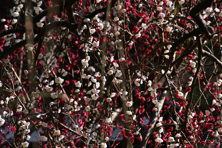 c0168984_11450528.jpg