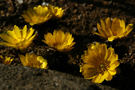 c0168984_11450576.jpg