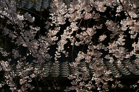 c0168984_11451023.jpg