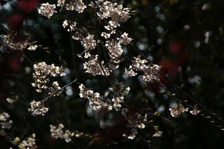 c0168984_11451046.jpg