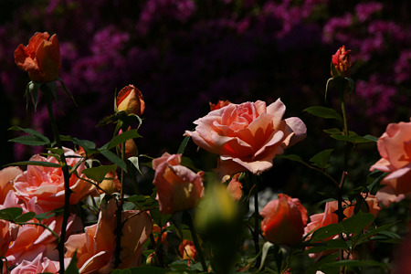 c0168984_11451416.jpg