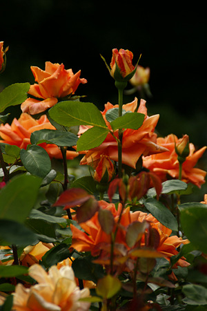 c0168984_11451431.jpg