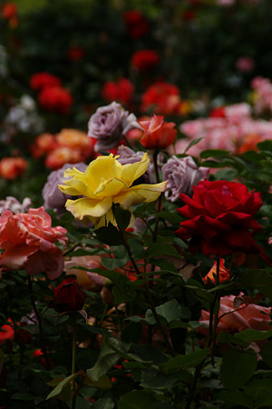 c0168984_11451473.jpg