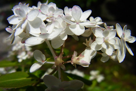 c0168984_11451508.jpg