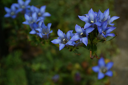 c0168984_11452577.jpg
