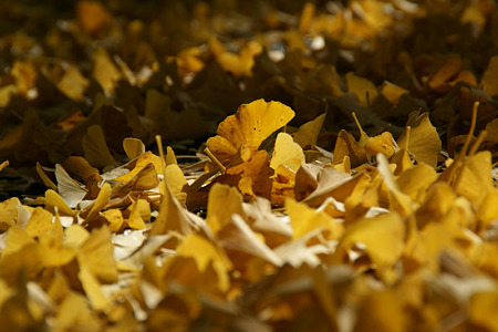 c0168984_11452592.jpg