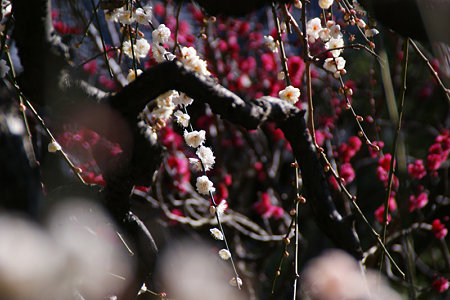 c0168984_11550662.jpg