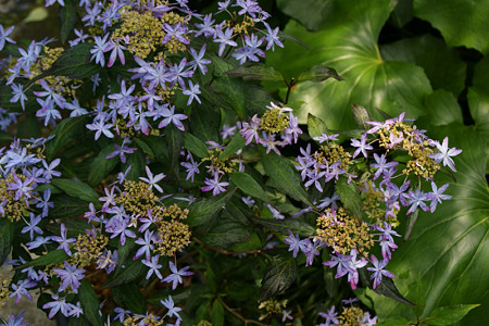 c0168984_11551633.jpg