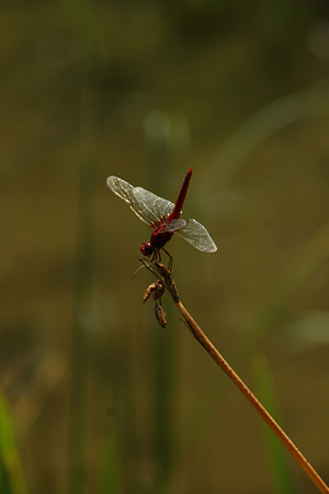 c0168984_11551996.jpg