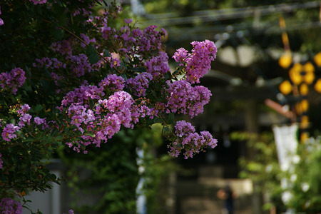c0168984_11552079.jpg