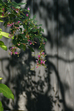c0168984_11552237.jpg