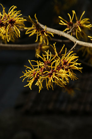 c0168984_14250444.jpg