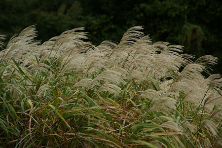 c0168984_17250639.jpg