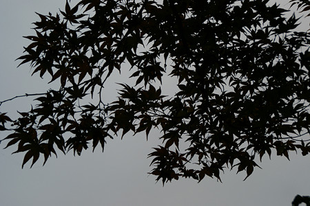 c0168984_17250747.jpg