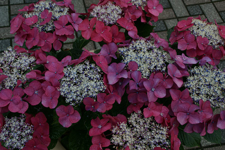 c0168984_21150993.jpg