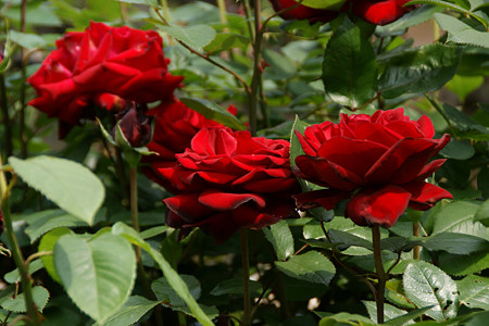 c0168984_21351042.jpg