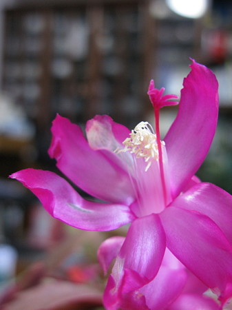c0168984_22350999.jpg