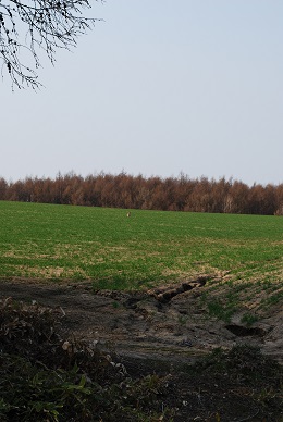 a0133886_2047196.jpg