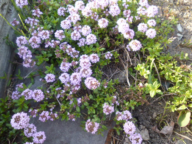 b0035611_20321484.jpg