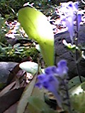 e0182926_1362659.jpg