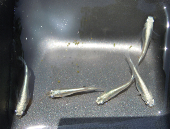 e0097534_1152217.jpg