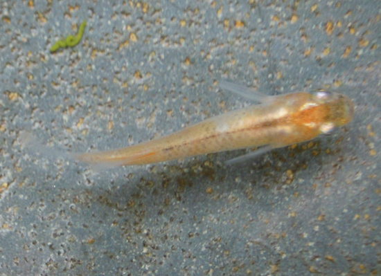e0097534_1153302.jpg