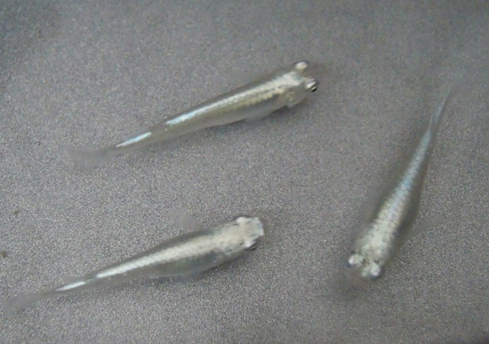 e0097534_11545096.jpg
