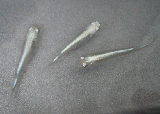 e0097534_11545860.jpg