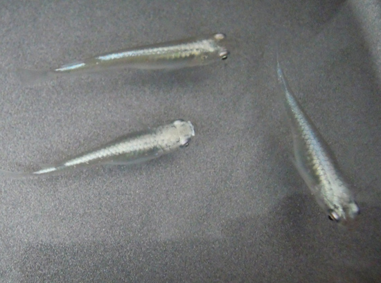 e0097534_1155663.jpg