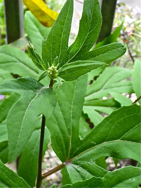 b0027736_12435710.jpg