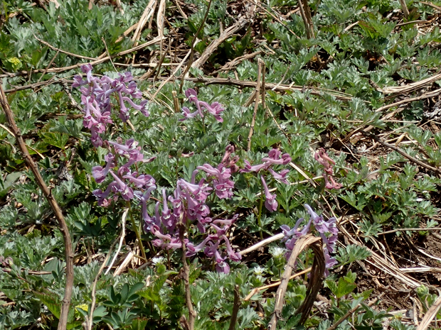 f0214649_4585370.jpg