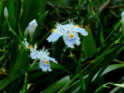 春の京都　（六）　京都府立植物園　（三） - 野に咲く北国の花