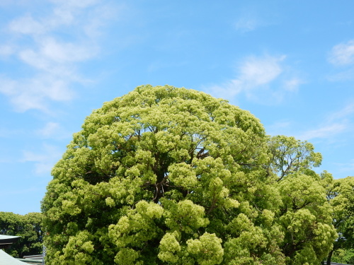 f0054677_08492642.jpg