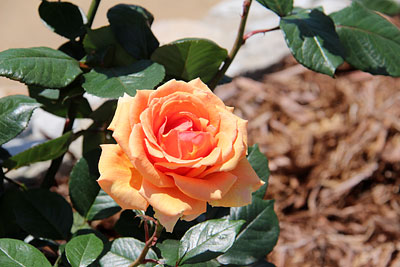 c0152779_1815333.jpg