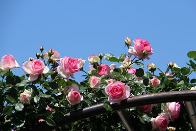 c0152779_18262499.jpg