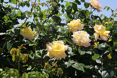 c0152779_1832173.jpg