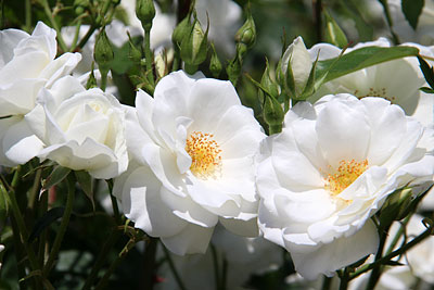 c0152779_1873394.jpg