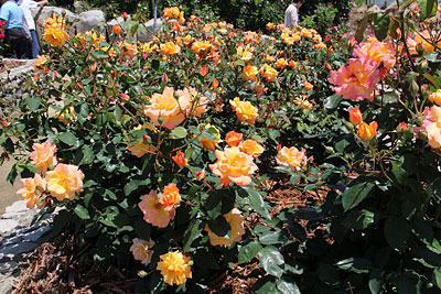 c0152779_1875826.jpg