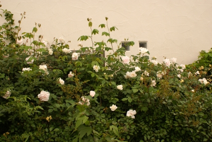 d0166389_04561.jpg