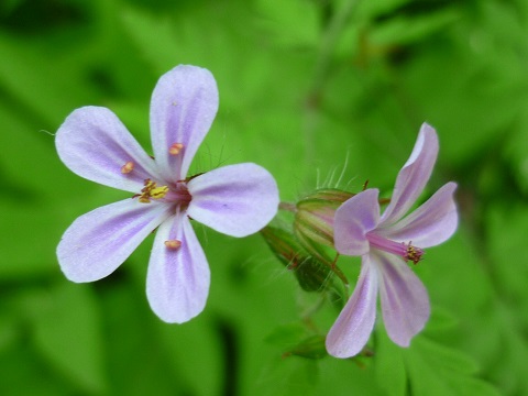 f0194690_11282527.jpg