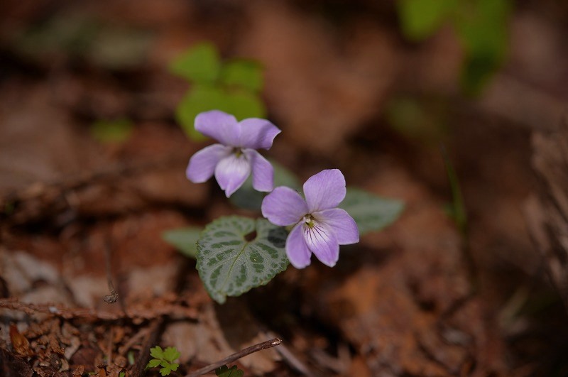 b0255992_20244797.jpg