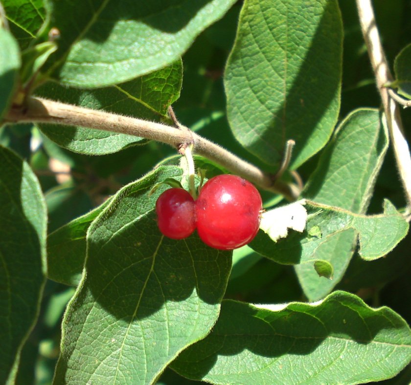 a0031000_8245490.jpg