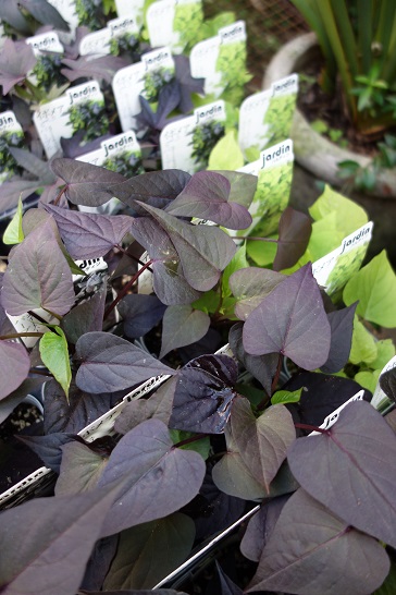 c0167112_2011745.jpg