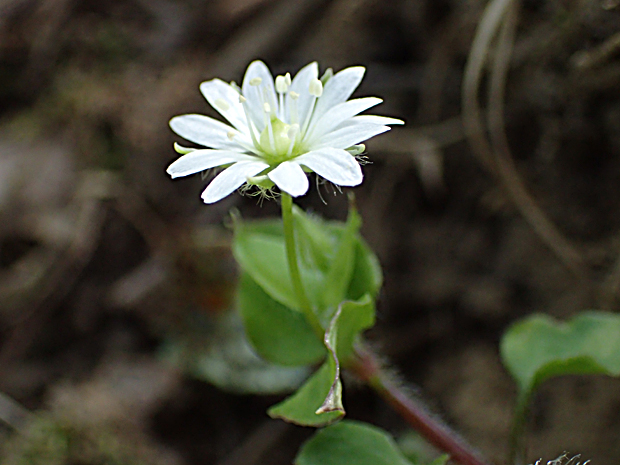 f0214649_429741.jpg