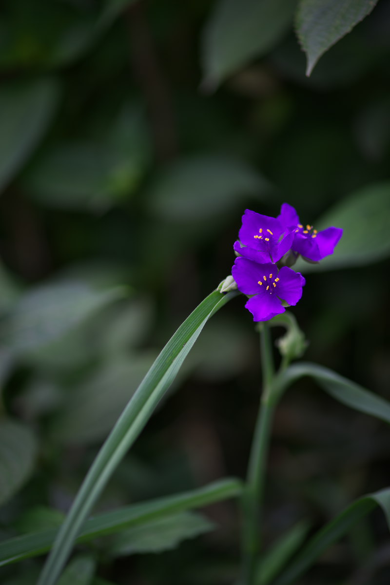a0083081_81336.jpg
